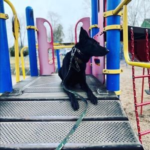 Meet your Posher, Cole